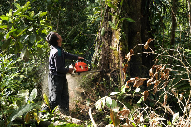 Montclair State University, NJ Tree Services Company